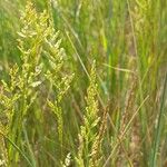Agrostis stolonifera Fleur