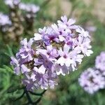 Junellia hookeriana Çiçek