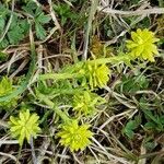 Petrosedum montanum Kukka