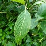 Strobilanthes hamiltoniana Levél