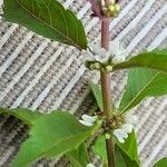 Lycopus uniflorus چھال