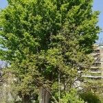 Zelkova carpinifolia List