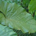 Philodendron giganteum Leaf