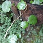 Hydrocotyle americana 葉