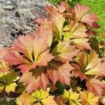 Rodgersia podophylla 葉