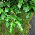 Acer tataricum Fuelha