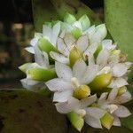 Calyptrochilum emarginatum Λουλούδι