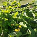 Inula helenium Habit