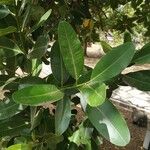 Calophyllum calaba Leaf