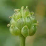 Ranunculus amplexicaulis Fruit