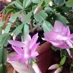 Schlumbergera truncataYaprak