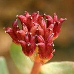 Rhodiola integrifolia Fruit