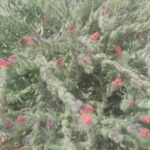 Echium angustifolium 花