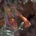 Androsace vitaliana Blüte