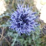 Echinops ritroफूल