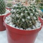 Mammillaria magnimamma Blatt