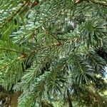 Abies nordmanniana Lehti