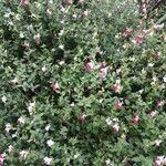 Salvia × jamensis Habit
