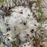 Clematis vitalba Vrucht