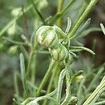 Artemisia californica Fiore