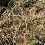 Dipsacus sativus Fruit