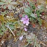 Erodium acaule Квітка