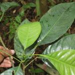 Conchocarpus guyanensis Цвят