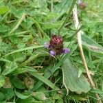 Prunella vulgarisFlower