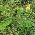 Caesalpinia decapetala Frunză