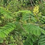 Caesalpinia decapetala Levél