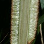 Typha domingensis Λουλούδι