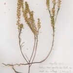 Lepidium densiflorum Staniste