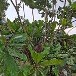 Anthocleista schweinfurthii पत्ता