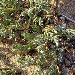 Polygonum maritimum Habitatea