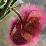 Stapelia hirsuta Flors