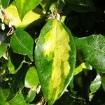 Elaeagnus × submacrophylla Hoja