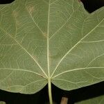 Jatropha costaricensis Feuille