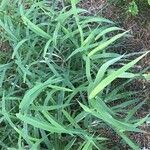 Phalaris arundinacea Leaf