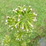 Erechtites valerianifolius Flower