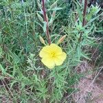 Oenothera elata Fiore