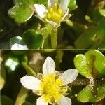 Ranunculus hederaceus Blomst