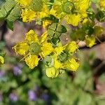 Ruta chalepensis Flor