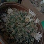 Mammillaria heyderi Fuelha