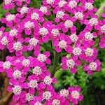 Achillea distans പുഷ്പം