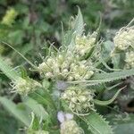 Senecio cacaliaster Flor