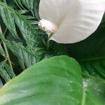 Spathiphyllum blandumപുഷ്പം