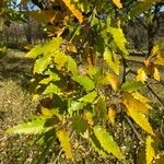 Quercus faginea Blatt