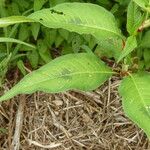 Polygonum lapathifolium ᱥᱟᱠᱟᱢ