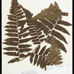 Cyathea surinamensis Лист