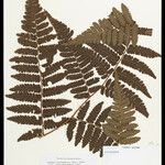 Cyathea surinamensis 叶